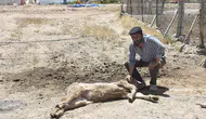 Sivas'ta mangal kömürü dumanı hayvancılığı bitirdi