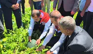 Doğu’nun Çukurova’sında ilk hasat heyecanı