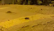 Adıyaman sokaklarını lağım fareleri bastı