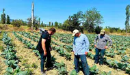 Afyonkarahisar tarlalarında hastalık nöbeti başladı