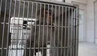 Hatay’da konteyner kente giren maymun bir kadını yaraladı