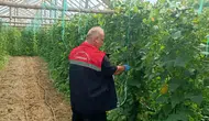 Çarşamba’da sofralara giden ürünler için laboratuvar denetimi başladı