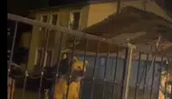 Sarıkamış’ta ev sahibi ayı oldu