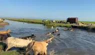 Gala Gölü taştı hayvanlar tahliye edildi