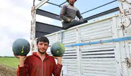 Adana tarlalarında karpuz sezonu kapanıyor