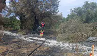 Balıkesir Havran’da zeytinlikleri alevler sardı