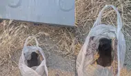 Çöp poşetinde ağzı bantlanmış halde ölüme terk edildi