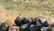 Iğdır'ın volkanik kayalıklarında nadir görülen misafirler belirdi