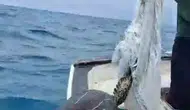 Samandağ açıklarında oltaya takılan caretta carettayı balıkçı son anda kurtardı