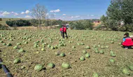 Tekirdağ'da dolu felaketi 35 bin dekarlık tarım alanı yok oldu
