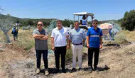 Milas’ta taşınan zeytin ağaçları yeni topraklarında hayata tutundu