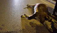 Düzce'de gece vakti yola çıkan inek motosikletle çarpıştı