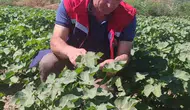 Didim pamuk tarlalarında alarm zilleri çalmadı