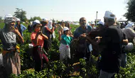 Edirne’nin meşhur acı biberinde hasat vakti geldi