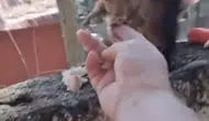 Zorkun Yaylası’nın minik sakini insanlara alıştı