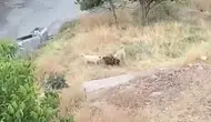 Elazığ’da sokak köpekleri keçi sürüsüne saldırdı