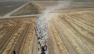 Konya’da çobanların zorlu ama kazançlı mesaisi