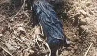 Elazığlı çiftçiyi şaşırtan yeraltı misafiri