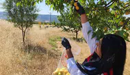Tarlanızdaki sebzede zehirli ilaç var mı diye bakılıyor?