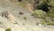 Sivaslı çiftçinin kiraz bahçesi ayılar yüzünden harabeye döndü