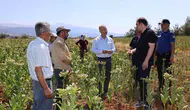 Karacasu tarlalarında hasat mesaisi