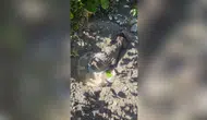Malatya’da inşaat alanında betona gömülen köpek yavrusu son anda kurtarıldı