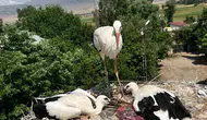 Bitlis'te yüksek gerilim hattındaki leylek ailesine itfaiye yardımı