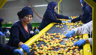 Malatya kayısısı dünya yolculuğuna çıktı