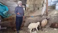 Erzurum’da kurt sürüsü ağılı bastı 14 koyun öldü