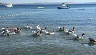 Erdek sahilinin özgür kazları bir ördek yavrusuna kol kanat gerdi