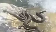 Bingöl’de sıcak hava yılanları suya indirdi