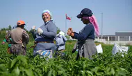 Edirne’nin meşhur acı biberinde hasat zamanı