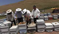 Pervari’de bal hasadı için arıların yayla yolculuğu başladı