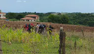 Samsun Bafra'da tarlada acı ölüm