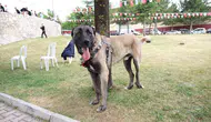 Çorum’da dev köpek buluşması