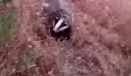 Batman’da doğa tutkunları nadir görülen bir misafirle karşılaştı