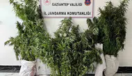 Nizip’te uyuşturucu operasyonu 215 kök kenevir bulundu