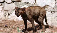 Yangından kurtarılan kedi hayata tutunuyor