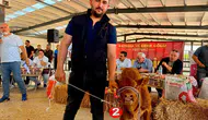 Afyon’da yılın en güzel buzağısı seçildi