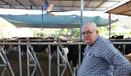 Aydınlı besiciler bunaltıcı sıcaklara karşı ineklerine vantilatörlü çözüm buldu