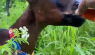 Çay tiryakisi keçi görenleri şaşırttı