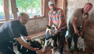 Edirne’de köylünün ineği tek seferde üç buzağı dünyaya getirdi