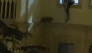 Nusaybin sokaklarında kediyi kurtaran o anlar alkış topladı