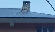 Van'da çatıya tırmanan keçiler mahalleyi ayağa kaldırdı