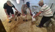 Kırklareli'nde inek tek seferde üç buzağı doğurdu