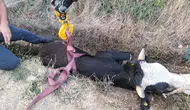 Bolu'da kanala düşen inek itfaiyenin halatlı operasyonuyla kurtarıldı
