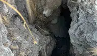 Polatlı arazisinde aniden açılan obruk çobanlara zor anlar yaşattı