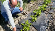 Yüksekova çiftçisinin ürününde uzman denetimi