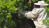 Bingöl Adaklı’da arı sürüsü kovandan çıkıp meşe ağacına yerleşti
