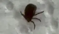 Bağdan dönen vatandaş vücudunda kene bulunca hastaneye koştu